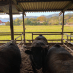 takanashi_ichibo_1687409827