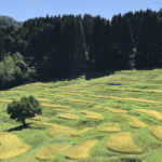 takanashi_ichibo_1687409827